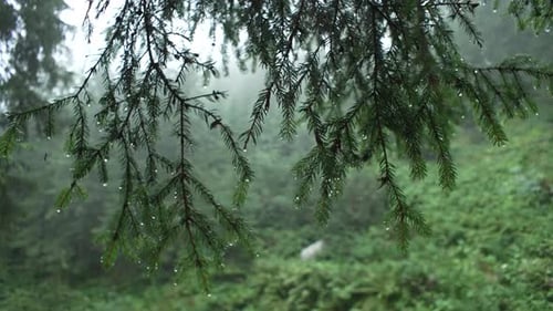 Spruce Branch Under the Rain