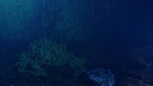 Rain Forest At night