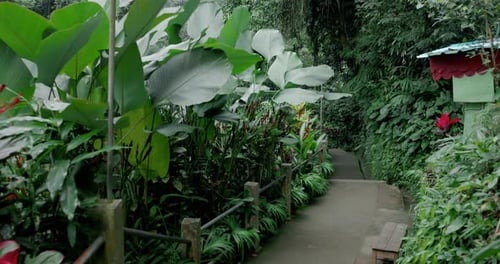 First Person View Walk on Foot Path in the Tropical Rain Forest