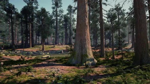 A Lush Forest with a Multitude of Towering Trees