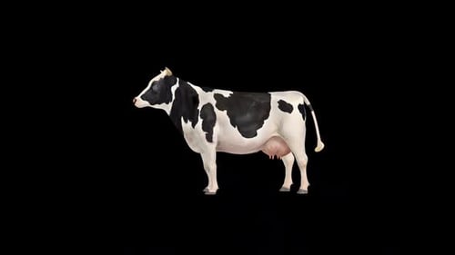 Cow Call Idle