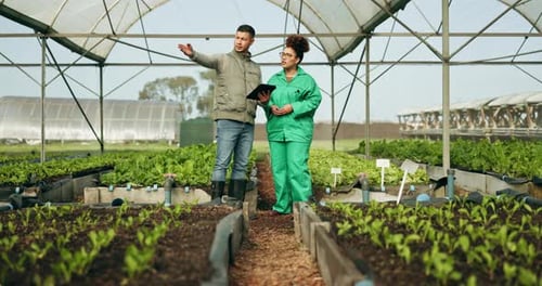 Farmers Inspect Crops in Greenhouse With Tablet