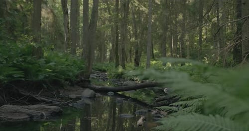 Magical lush forest: camera reveals a view of a river gently flowing under a fallen tree in a thick