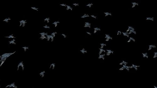 Flock of Birds Flying with Alpha Channel Overlay