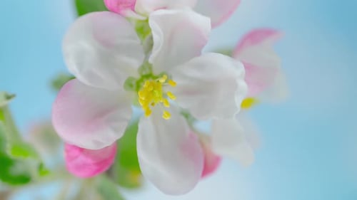 Close Up of a Blooming Flower in Spring