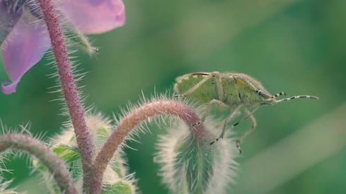 Green shield bug insect walking on hairy plant stem