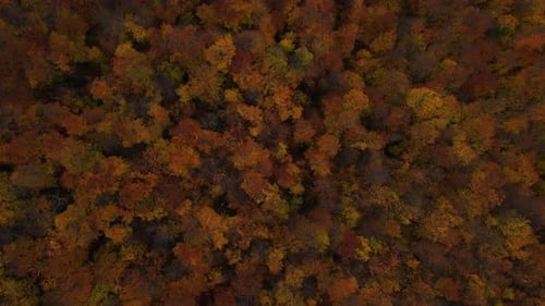 Aerial Static Top Down View of the Forest During Fall Season Yellowed Autumncolored Trees Swaying in