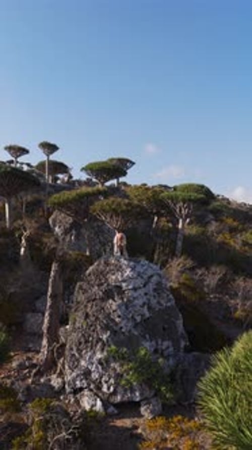 Vue aérienne de l'île de Socotra, au Yémen, avec des arbres au sang de dragon uniques et un terrain rocheux