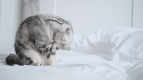 Gray Tabby Scottish Fold Cat Grooming on Bed