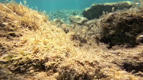 Life on the Seabed in the Summer