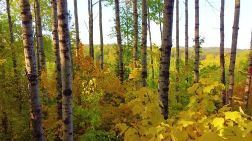 Aerial view through autumn tree branches with bright colorful foliage
