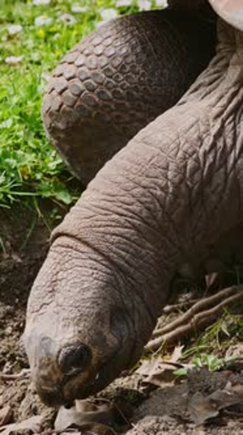 Galapagos Tortoise Eating
