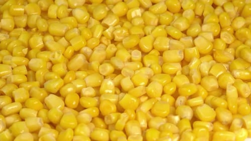 Close Up of Vibrant Yellow Corn Kernels