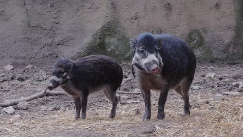 Porcinet et verruqueux visayens rares, Sus cebifrons negrinus