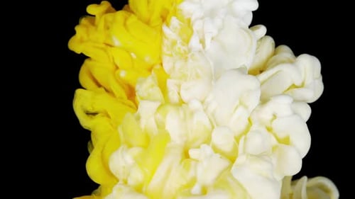 Color White and Yellow Paint Drops in Water Mango and Milk Harmony Yellow and White Paint Interplay