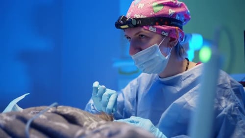 Closeup of a Veterinarian Doctor Performing an Operation in Veterinary Hospital
