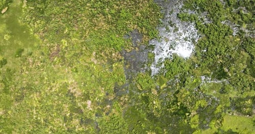 Agusan Marsh Wildlife Sanctuary in the Philippines