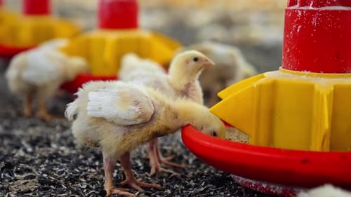 Two chicks eating grain at the feeder. Nourishing poultry at the modern enterprise. Close up.
