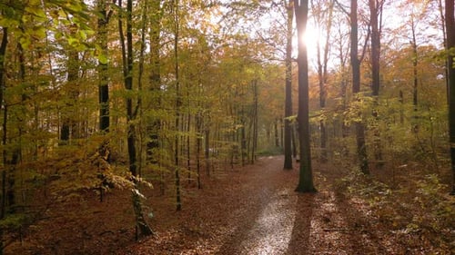 Autumn forest on a sunny day