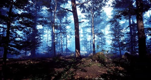 Misty Forest Landscape with Tall Trees During Early Morning Hours