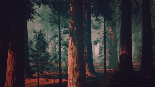 Sequoia Forest Filled With Towering Trees Dark Forest