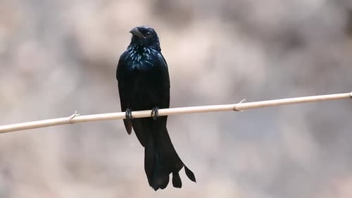 El Drongo de cresta peluda o es un ave de Asia de la familia Dicruridae que era conespecífica con D.