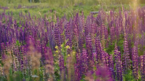 A Field of Lupine Flowers Basks in the Warm Glow of Sunset the Purples and Greens Creating a