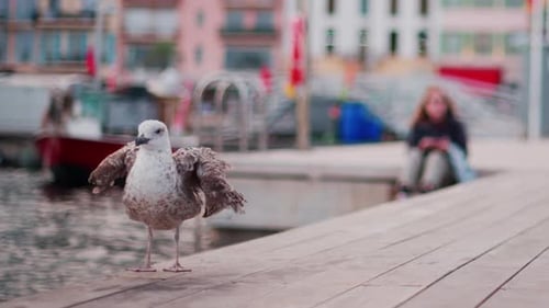 Close up of a seagull on a ledge with a blurred view of a harbour on the background