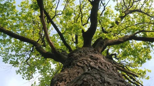 Magnificent Hundred Year Old Oak Low Angle View
