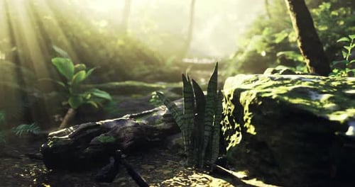 Sunlight Filtering Through Trees in a Lush Green Forest During Morning Hours