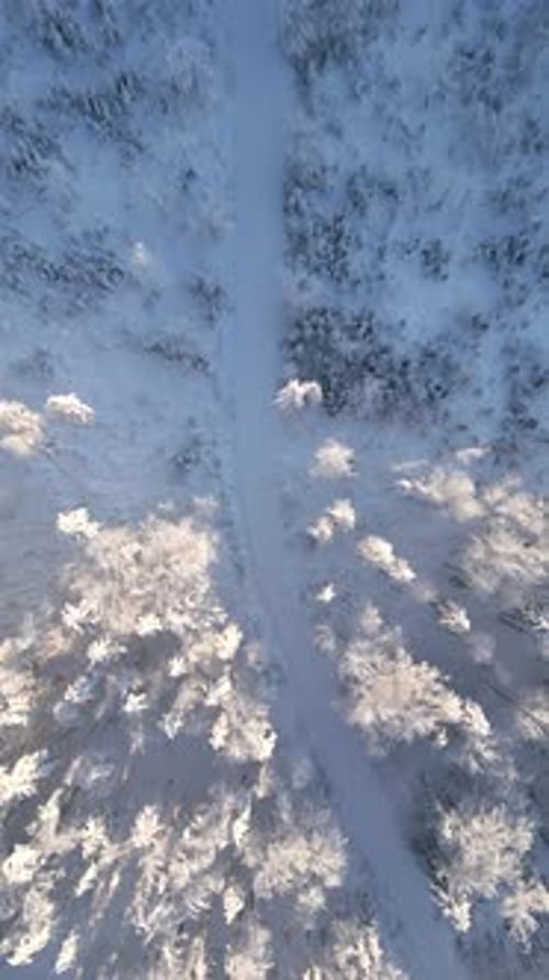 Aerial View of Hiking Trail Among Snowy Trees in a Frozen Winter Forest