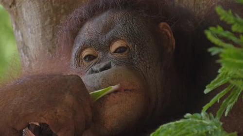 Close-up of an orangutan's face eating watermelon.