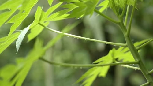 Water drops hanging off papaya branch leaf after rainfall