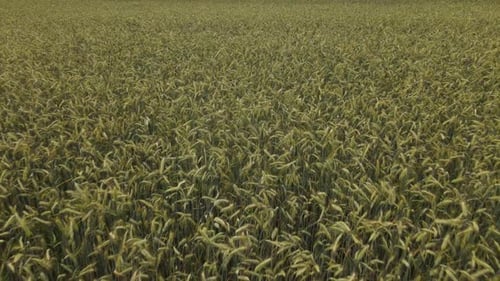 Beautiful aerial view of green agricultural field. A drone flies over the harvest. Amazing sight Gre