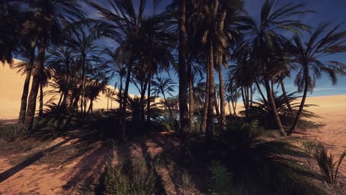Les ombres du crépuscule s'étendent sur les dunes du désert avec un contraste Théâtral