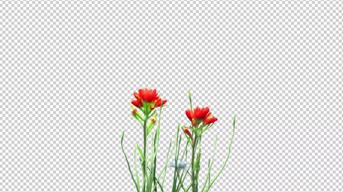 Animated Red Wildflowers Swaying
