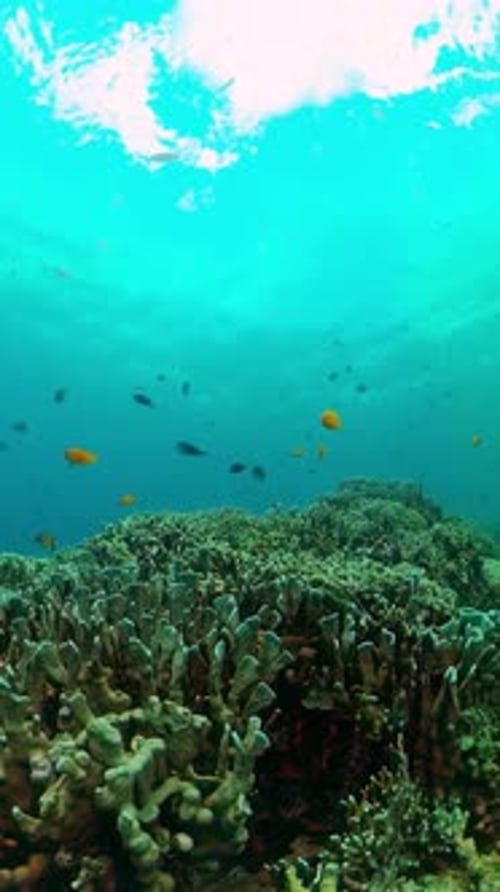 Colorful Fish Swimming Above a Vibrant Coral Reef