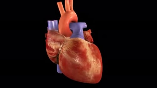 3D Animated Human Heart Anatomy and Blood Circulation