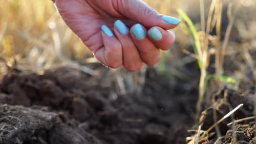 Close Up to Female Hand of Agronomist Sowing Seeds on Plantation at Sunset Arm of Adult Farmer