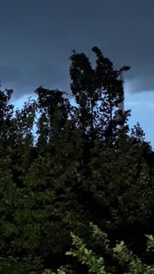 Trees Blowing in the Dark