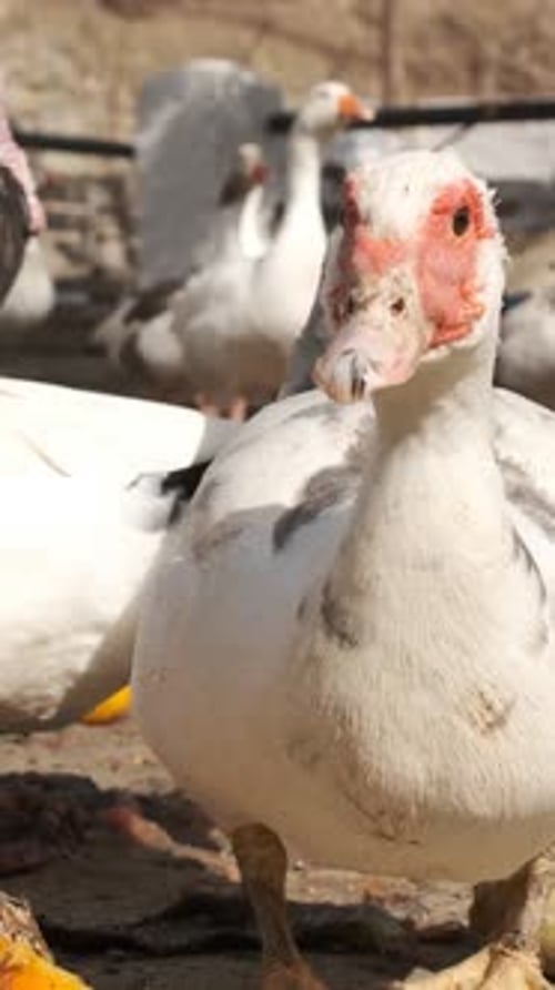 Muscovy Duck Confidently Strutting Toward the Camera on a Sunny Farm