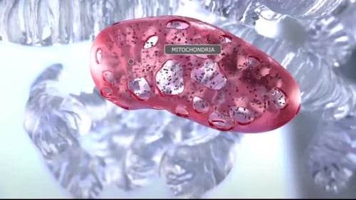 3D Scientific Mitochondria Animation with Membrane Labels