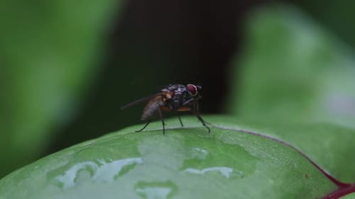A fly cleaning itself while sitting on a wet leaf after rain. Summer. UK