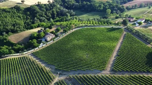 Aerial view of Italian countryside where wine is produced, green grapevine fields