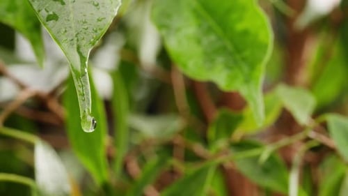 Water Droplet Hanging From Fresh Green Leaf