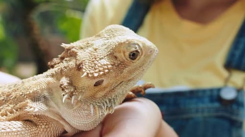 Tiere, Natur und Mädchen mit Leguan in der Hand genießen einen Ausflug in den Zoo zum Lernen