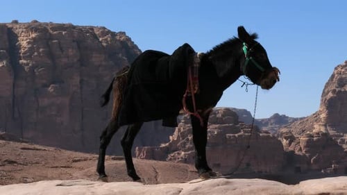 Donkey at Petra, historic city in Jordan