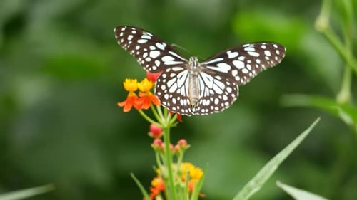 Ein Schmetterling ruht auf einer Blume