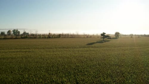 Morning sun just above the horizon with golden light shining on a farm field and lone tree standing