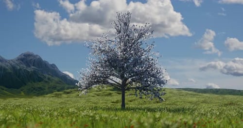 Jahreszeitlicher Wandel eines einsamen Baumes in einer Wiese im Zeitraffer
